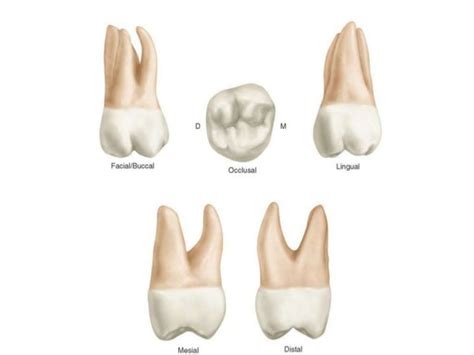 difference between maxillary 1st and 2nd molar|Permanent Maxillary First Molar: Tooth Morphology Made Easy!.